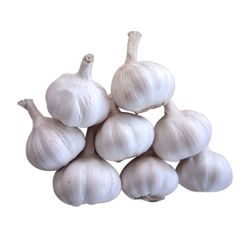  Garlic ( Garlic)