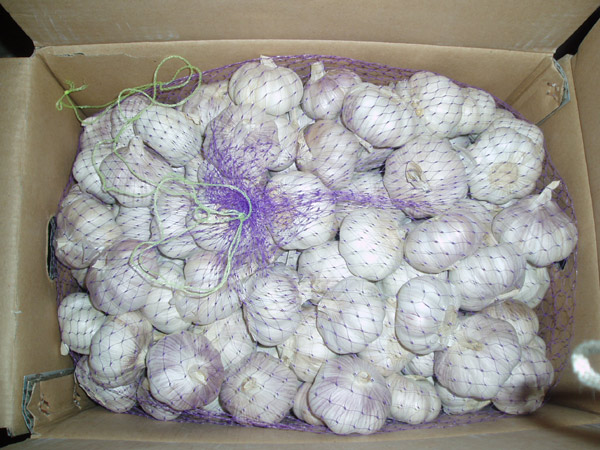  Fresh Pure/Normal White Garlic ( Fresh Pure/Normal White Garlic)