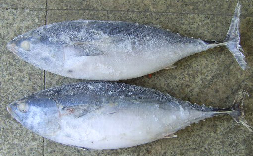  Frozen Bonito Tuna