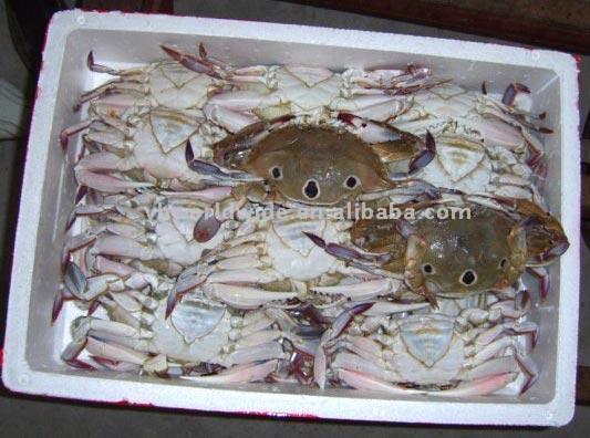  Crab (Crabe)