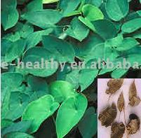  Epimedium Extract (Epimedium Extr t)