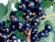  Bilberry Extract ( Bilberry Extract)