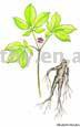  Ginseng Extract (Extrait de Ginseng)