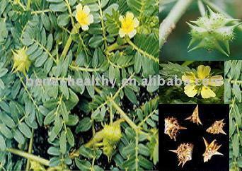  Tribulus Terrestris Extract ( Tribulus Terrestris Extract)