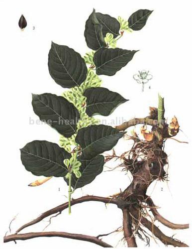  Polygonum Cuspidatum Extract ( Polygonum Cuspidatum Extract)