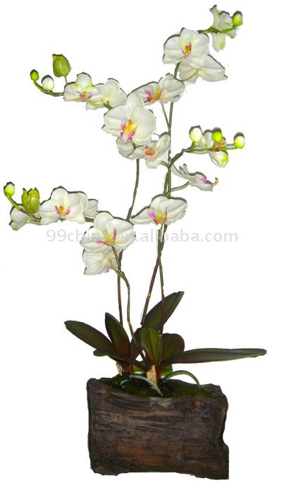  Phalaenopsis Orchid (Orchidée Phalaenopsis)