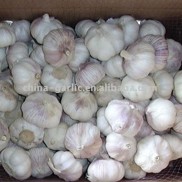 Garlic (Чеснок)