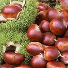  Chestnut