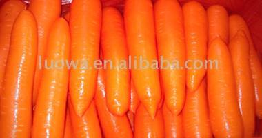  Carrot