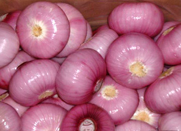  Fresh Peeled Onion (Свежие очищенные лук)