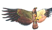 Hawk Kite (Hawk Kite)