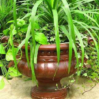 Fiberglas Pot (Fiberglas Pot)