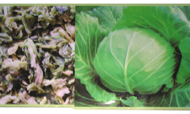  AD Cabbage (AD chou)