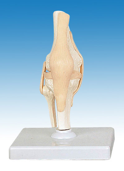  Human Elbow Joint Model (Coude modèle de l`homme)