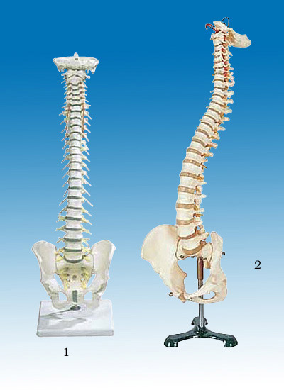  Human Vertebral Column and Pelvis Model (Colonne vertébrale de l`homme et Pelvis Modèle)