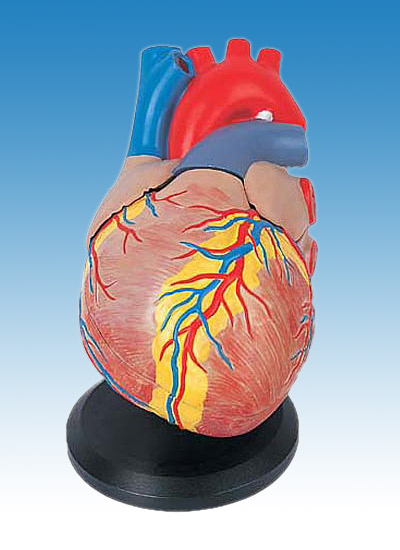  Human Heart Model (Человек модели сердца)