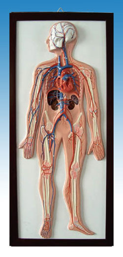  Relief Model of Blood Circulation (Relief Model of Blood Circulation)