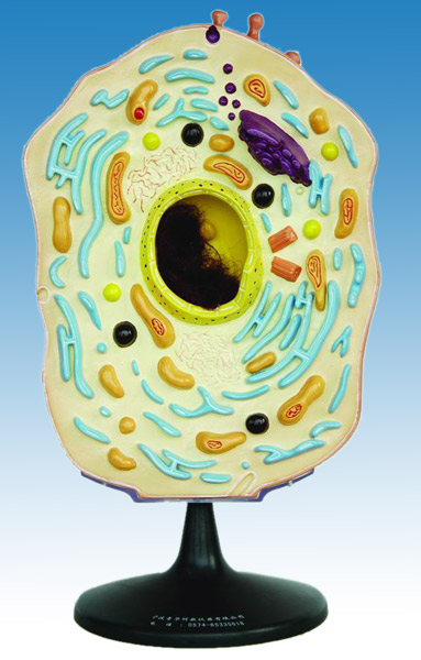 Animal Cell Photo. Model of Animal Cell ( Model