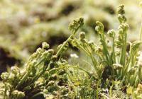  Wild Vegetable (Légumes sauvages)