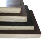  Film Faced Plywood ( Film Faced Plywood)