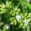  Stevia Extract (L`extrait de stevia)