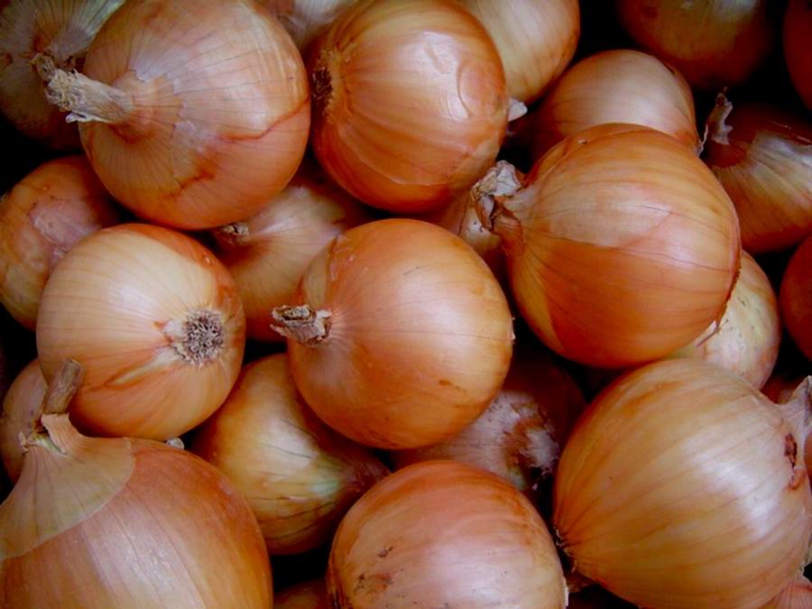  Fresh Onion (Свежего лука)