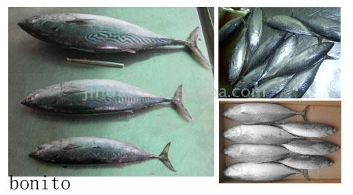  Bonito (Round Mackerel) (Bonito (Round Maquereau))