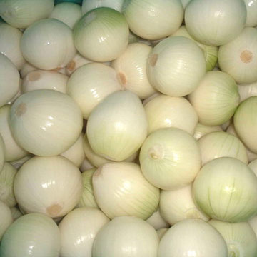  Fresh Preserved Onion (Frais, conservés aux oignons)