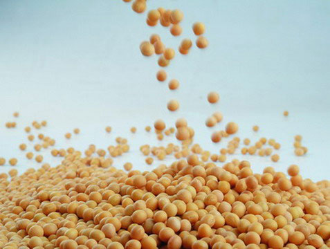  Soybean Extract (Sojabohnen-Extrakt)