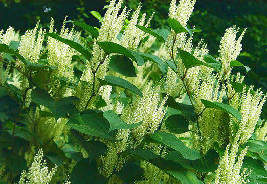  Giant Knotweed Extract