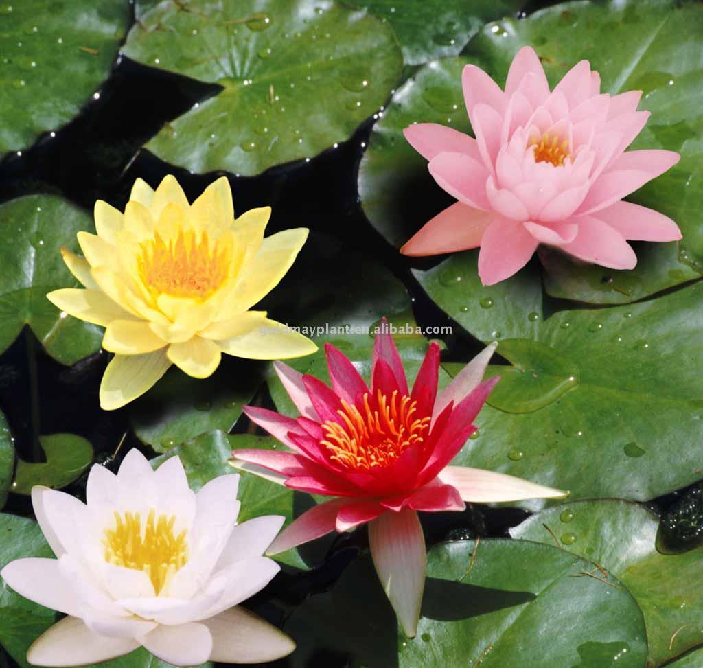  Water Lily (Seerose)