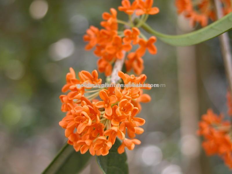  Osmanthus ( Osmanthus)