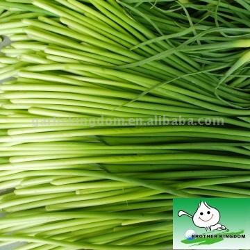 Garlic Sprout (Чеснок Росток)
