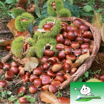  Chestnut (Chestnut)