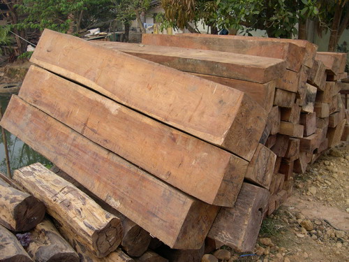  Rosewood - Pterocarpus Macrocapus ( Rosewood - Pterocarpus Macrocapus)