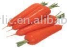  Fresh Carrot (Fresh Carrot)