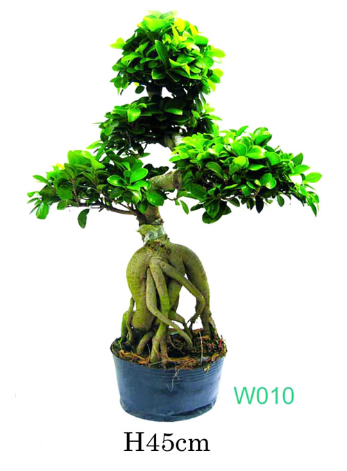 Ficus microcarpa (Ficus microcarpa)