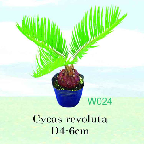  Cycas Revoluta (Cycas Revoluta)