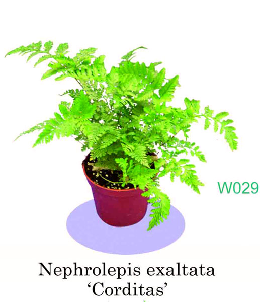 Nephrolepis exaltata "Corditas" (Nephrolepis exaltata "Corditas")