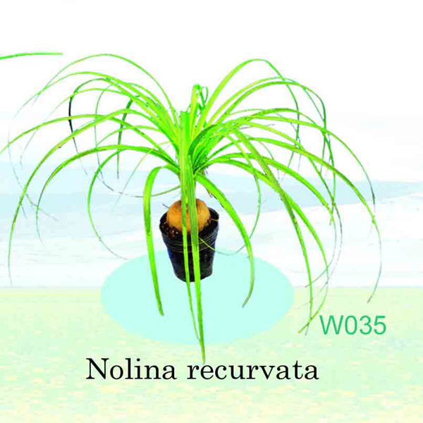 Nolina Rcurvata (Nolina Rcurvata)