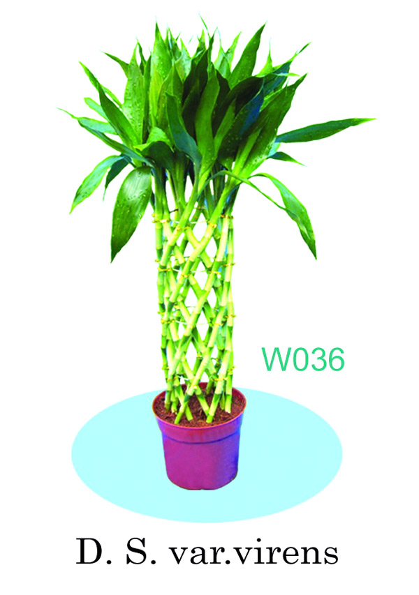  Dracaena Sanderiana Var. Virens (Dracaena Sanderiana Var. Virens)