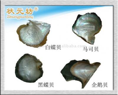 Shell (Shell)