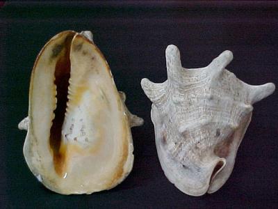 Cornata Shell Buttons (Cornata Shell Кнопки)