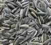 Sunflower Seeds (Graines de tournesol)