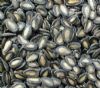 Black Watermelon Seeds (Black Watermelon Seeds)