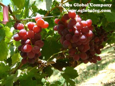 Flame Seedless Grapes ()