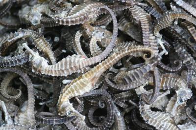 Dried Seahorse ()