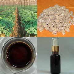  American Ginseng Root Oil ()