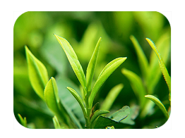 Green Tea Extract ()