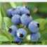 Blueberry anthocyanin ()